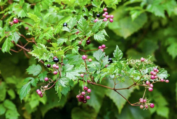 Виноградовник железистый 'Elegans' - 4 Виноградовник железистый 'Elegans' - 4