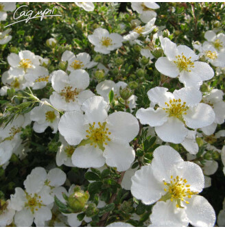 Перстач кущовий 'Abbotswood'