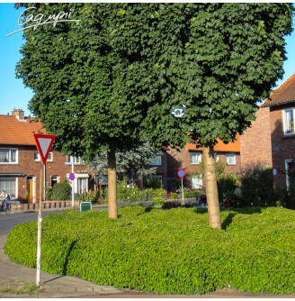 Дерен паростковий 'Kelsey's Dwarf'