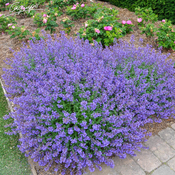 Котовник Фаассена 'Walker's Low' #1, p9 - - 2