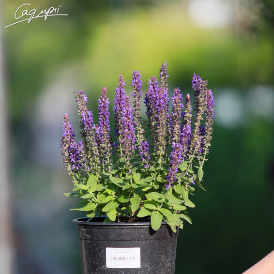 Шавлія лісова 'Blue Bouquetta' - 4