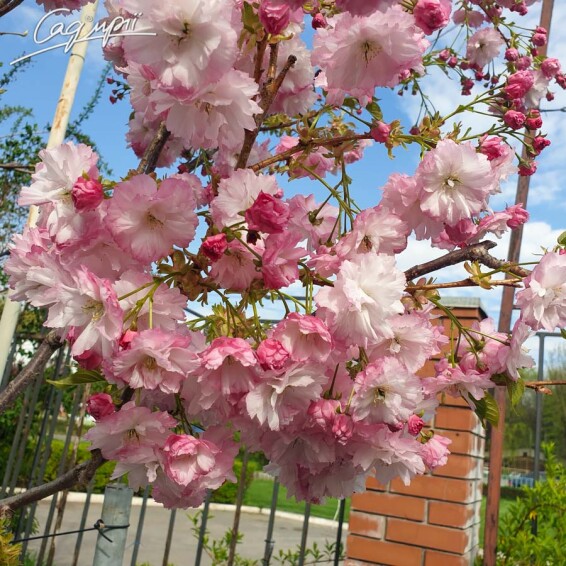 Сакура дрібнозубчаста 'Pink Perfection' - 8