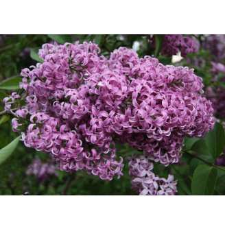 Бузок китайський 'Saugeana'