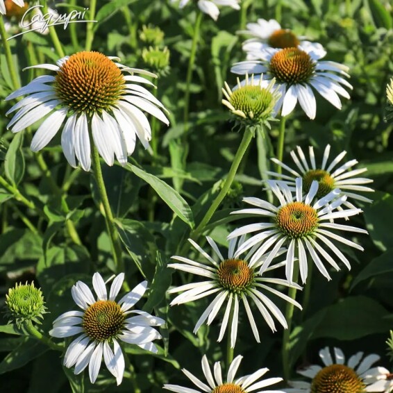 Ехінацея пурпурна 'White Swan' - 3