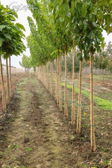 Шелковица крупнолистная - 1 Шелковица крупнолистная - 1