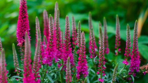 Вероника ‘First Love’: изящное украшение для вашего сада