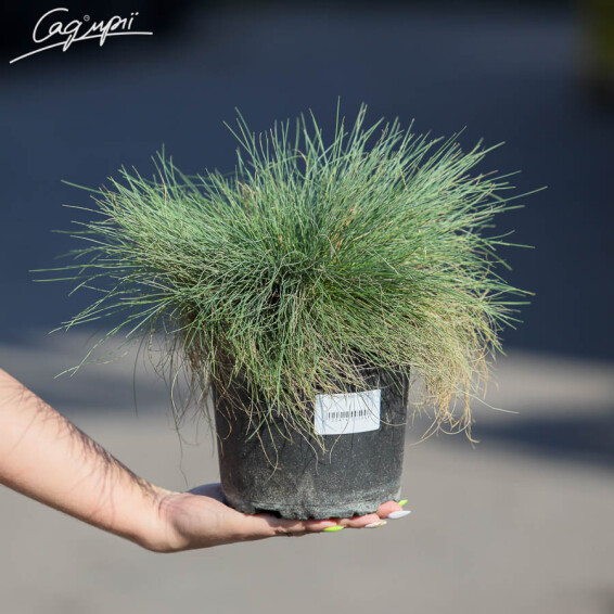 Костриця валіська - 1