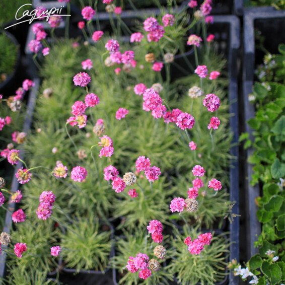 Армерія приморська 'Nifty Thrifty' - 4