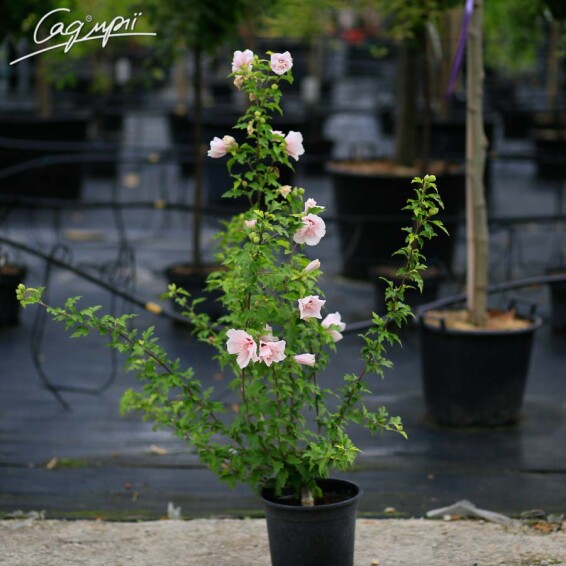 Гібіскус сірійський 'French Cabaret Pastel'® #2, WRB - - 6