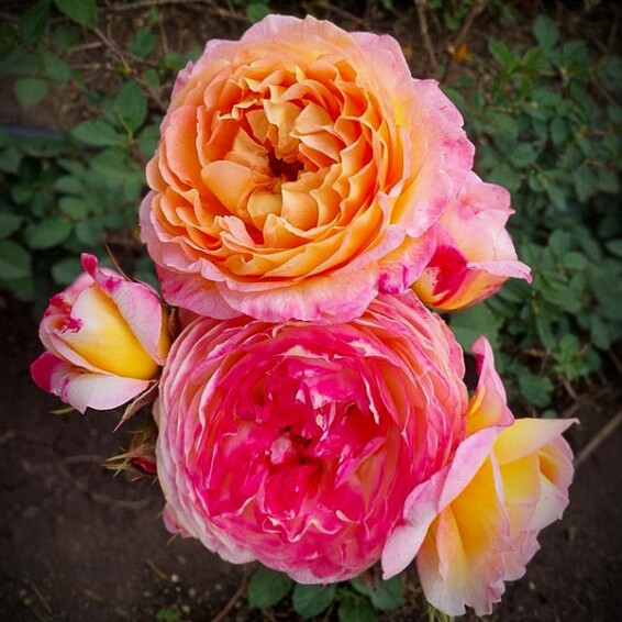 Роза 'Janon' - 1