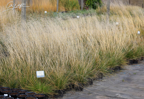 Луговик дернистый 'Goldschleier' - 3