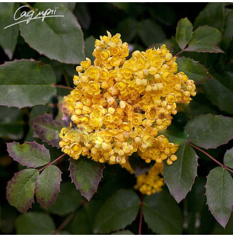 Магонія падуболиста