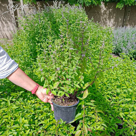 М'ята бергамотна, C2 - - 2