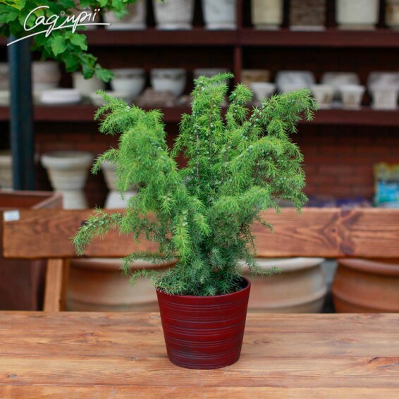 Можжевельник обыкновенный 'Jako' - 3