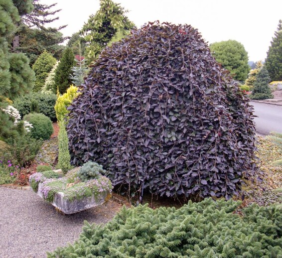 Бук лісовий 'Purpurea Pendula' - 1 Бук лісовий 'Purpurea Pendula' - 1