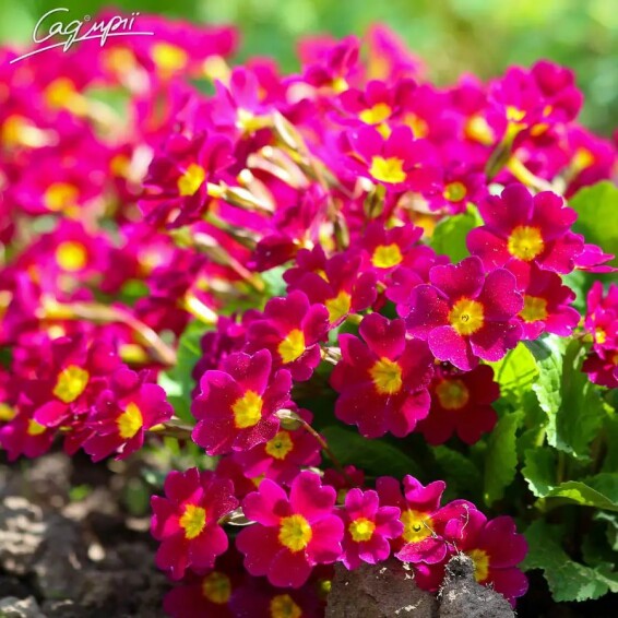 Первоцвіт звичайний, C1 - - 1 Первоцвіт звичайний, C1 - - 1