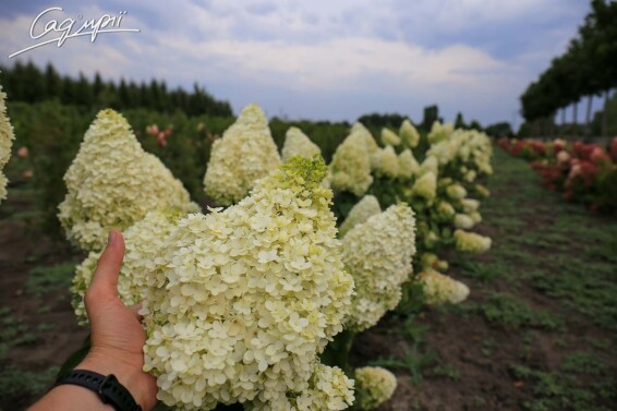 Гортензія волотиста 'Magical Moonlight' ® #3, C3 - - 9