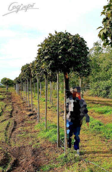 Клен гостролистий 'Globosum' #12, WRB 18--20 250-300 St. 200 - 1