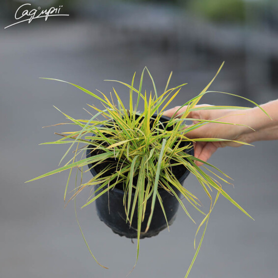 Лисохвост луговой 'Aureovariegatus', C2 - - 3