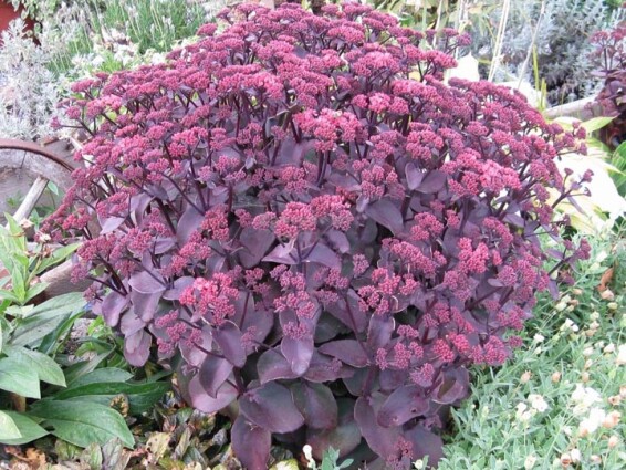 Очиток 'Xenox ® PBR', C2 - - 1