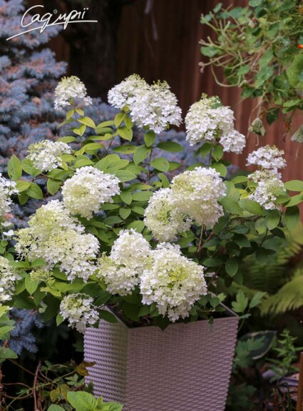 Гортензия метельчатая 'Bobo' ® #4, С7 - - 5