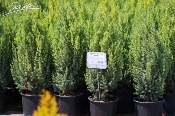 Можжевельник китайский 'Stricta' - 6