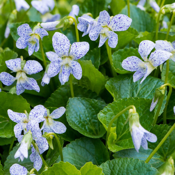 Фіалка метеликова 'Freckles', p9 - - 2