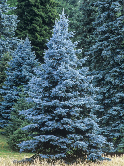 Ялина колюча 'Glauca Arizona Kaibab' - 3