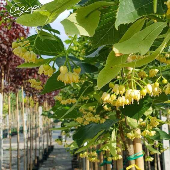 Липа кавказская #4, WRB 16--18 500+ St. 180 - 1 Липа кавказская #4, WRB 16--18 500+ St. 180 - 1