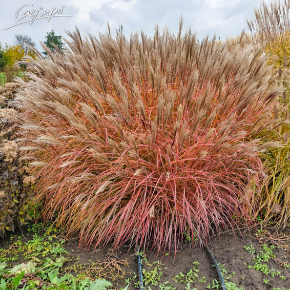 Мискантус китайский 'Silberfeder' - 5