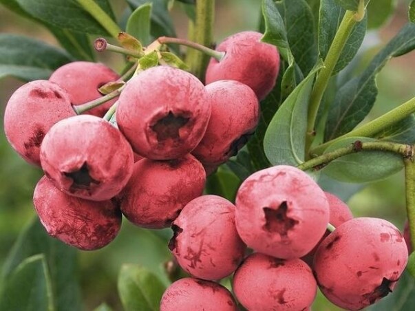 В Садовом центре новое поступление плодовой жимолости и голубики! В Садовом центре новое поступление плодовой жимолости и голубики!