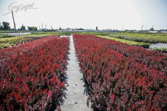 Барбарис Тунберга 'Red Rocket' #1, p9 20-30 - 5