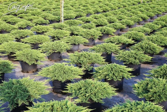 Можжевельник горизонтальный 'Prince of Wales' #7, С14 - - 7