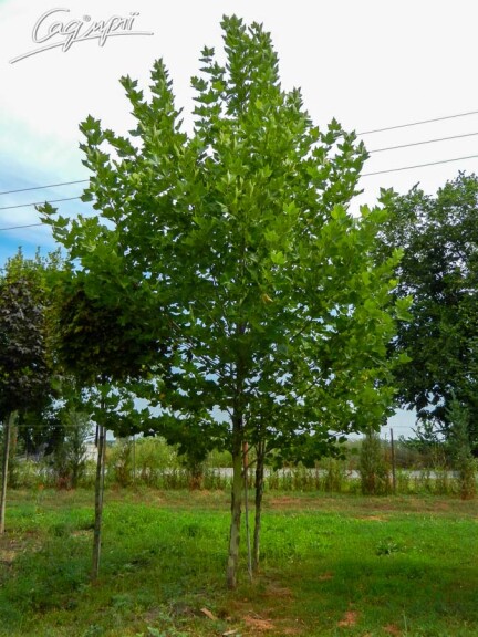 Платан кленолистий #12, WRB 16--18 700+ St. 160-180 - 15