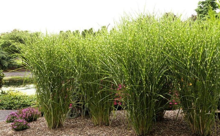 Мискантус ‘Strictus’ - одна из лучших декоративных трав