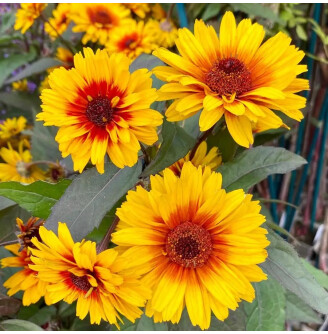 Геліопсис соняшниковидний ‘Sparkling Contrast'®