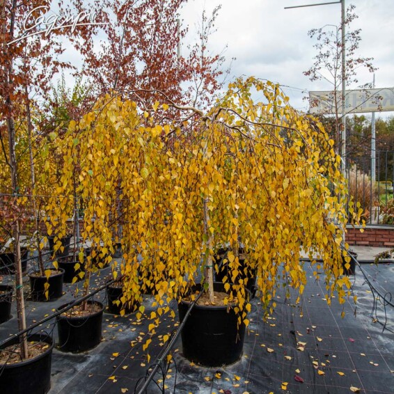 Береза плакуча 'Youngii', C60 12--14 - St. 180-200 - 7