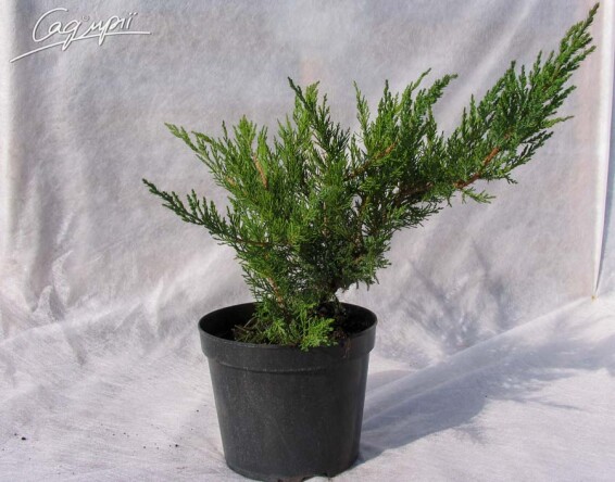 Можжевельник казацкий 'Rockery Gem' - 1