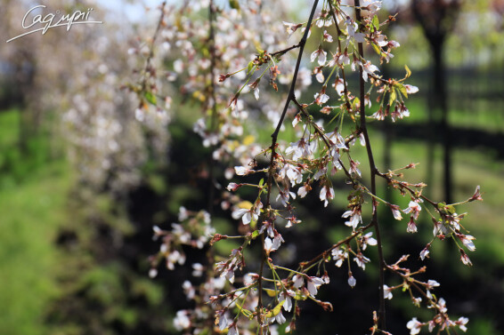 Вишня субхиртела 'Pendula' - 15