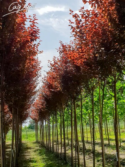 Слива вишнеплодная 'Nigra' #6, C251 MST 250-300 - - 2 Слива вишнеплодная 'Nigra' #6, C251 MST 250-300 - - 2