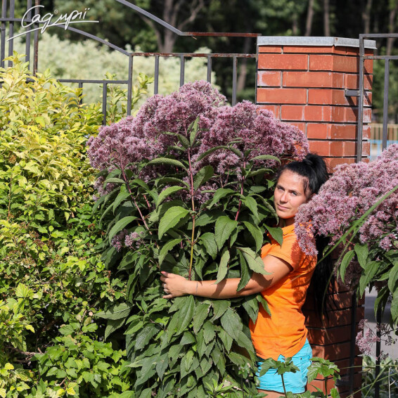 Сідач плямистий 'Riesenschirm', C3 - - 7