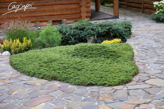 Можжевельник горизонтальный 'Prince of Wales' - 3