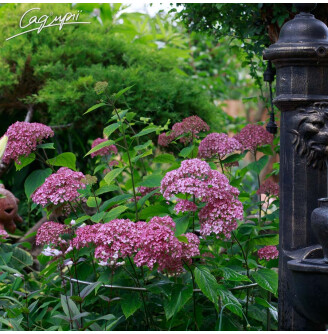 Гортензія деревовидна 'Pink Annabelle'