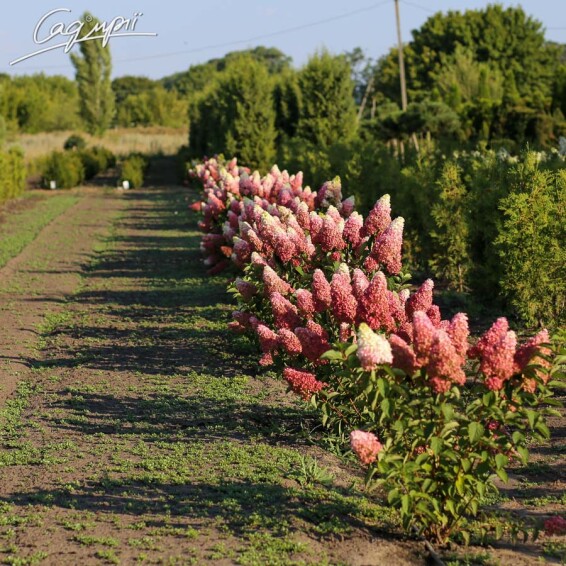 Гортензія волотиста 'Fraise Melba'® - 2