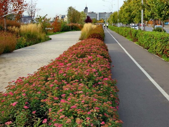 Спирея японская 'Anthony Waterer' #3, C3 20-30 - 3 Спирея японская 'Anthony Waterer' #3, C3 20-30 - 3