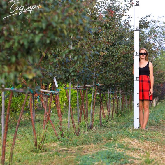 Яблуня торинго 'Freja' - 1 Яблуня торинго 'Freja' - 1