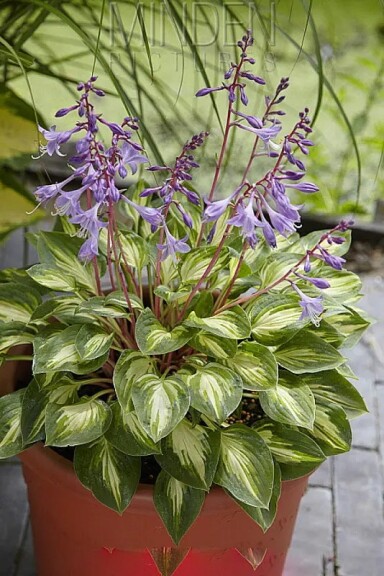 Хоста 'Fantasy Island' - 2