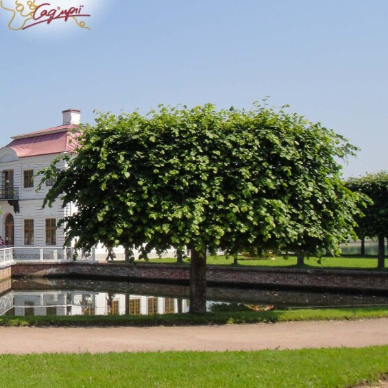 Липа крупнолистная, топиар, ф.шпалера #1, WRB 35--40 350-400 St. 200-225 - 3 Липа крупнолистная, топиар, ф.шпалера #1, WRB 35--40 350-400 St. 200-225 - 3