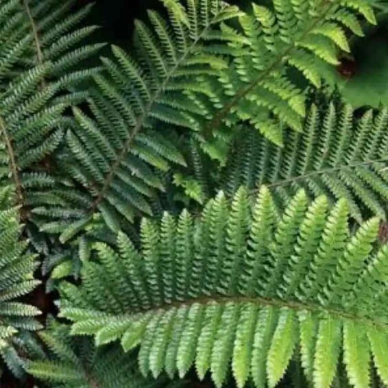 Папороть (багаторядник) 'Herrenhausen' - 5