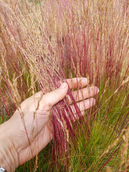 Костриця аметистова ‘Walberla’ #1, С2 - - 1